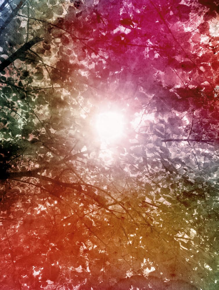 Dreamy Forest Sunlight by Angelo Cerantola — canvas wall art