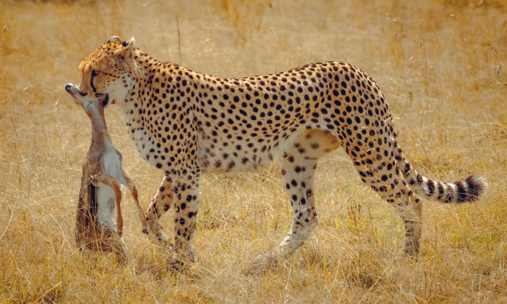 Cheetah Carrying Gazelle by Hamza Qarooni — canvas wall art