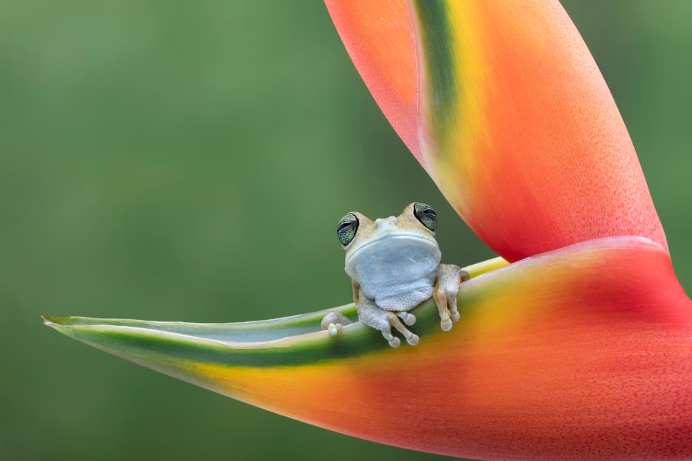 Serene Frog on Tropical Bloom by Louise Wolbers — canvas wall art