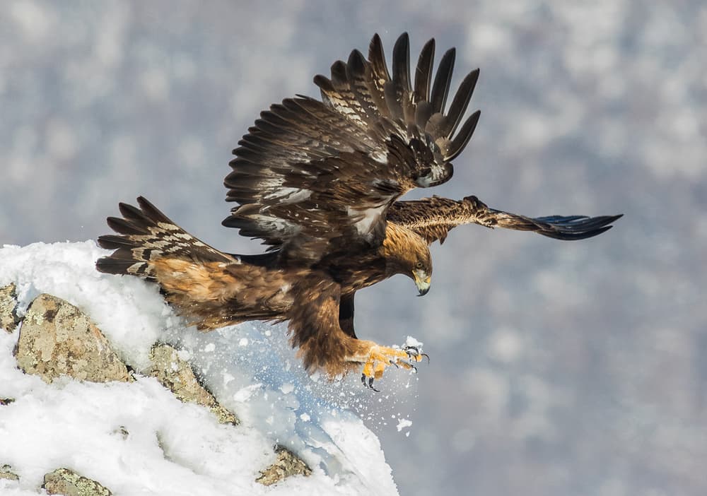 Golden Eagle Winter Landing by Zhecho Planinski — canvas wall art