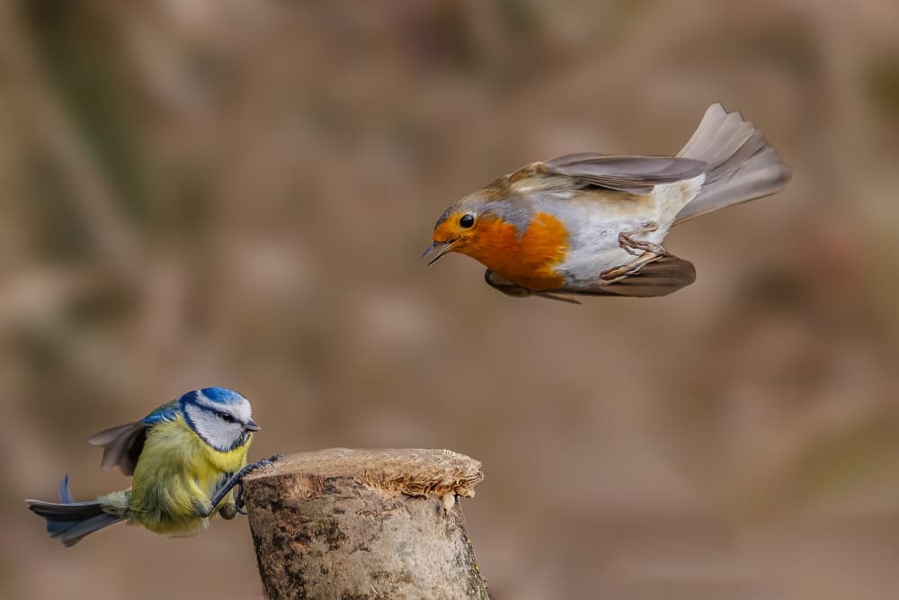 Robin And Blue Tit by David Bennion — canvas wall art