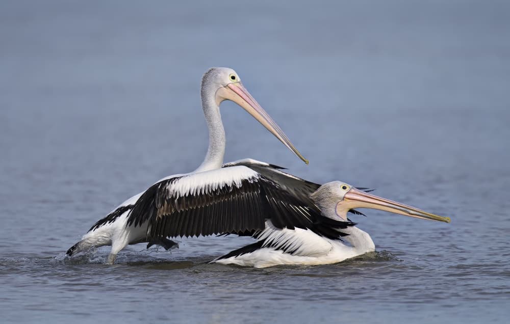 Graceful Pelicans in Water by C.S. Tjandra — canvas wall art