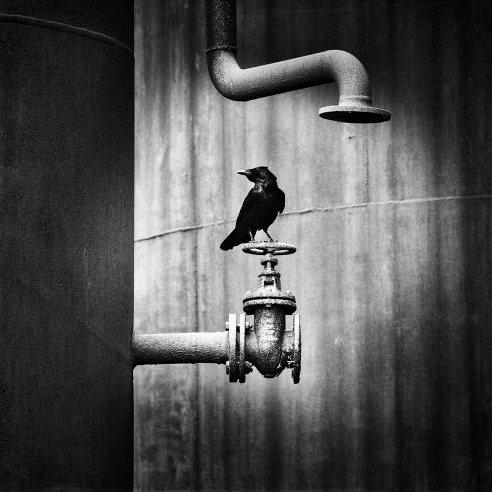 Monochrome Industrial Crow by Holger Droste — canvas wall art