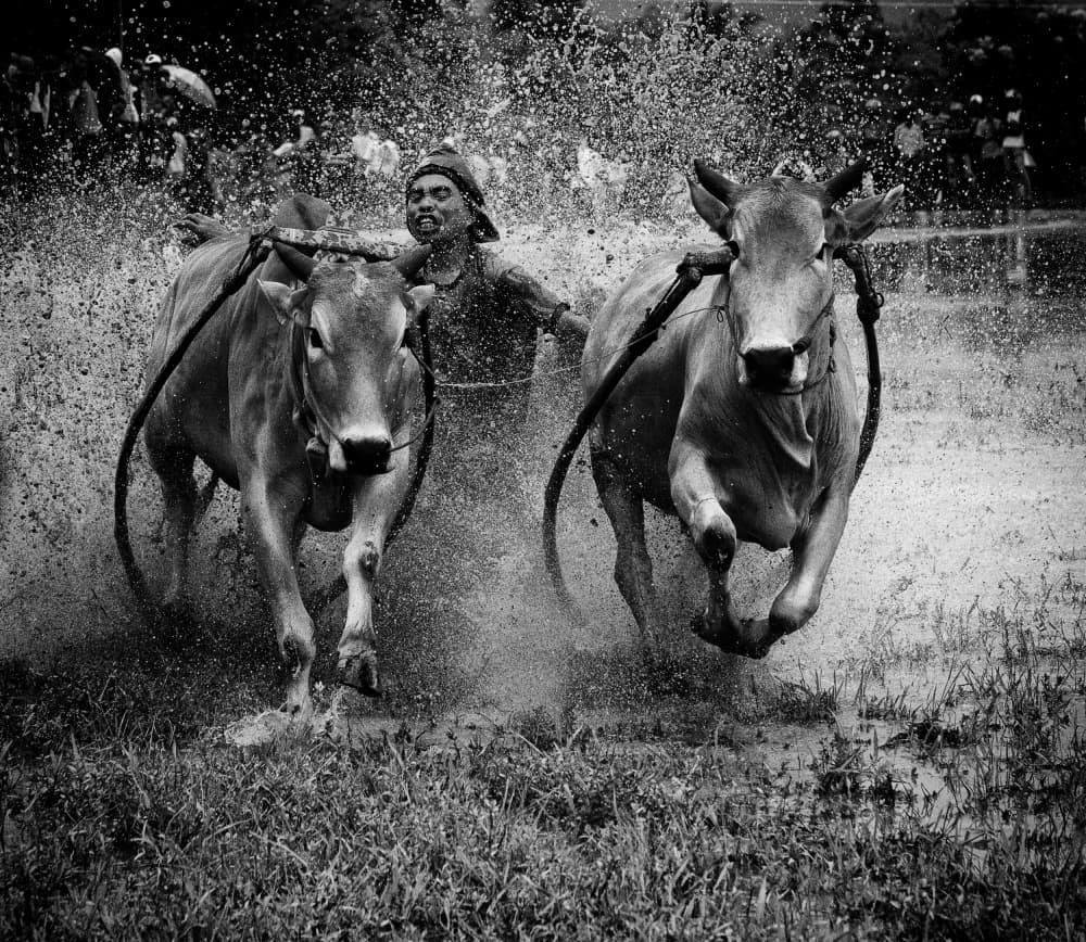 Muddy Bull Race Action by John Yuk Kong Chung — canvas wall art