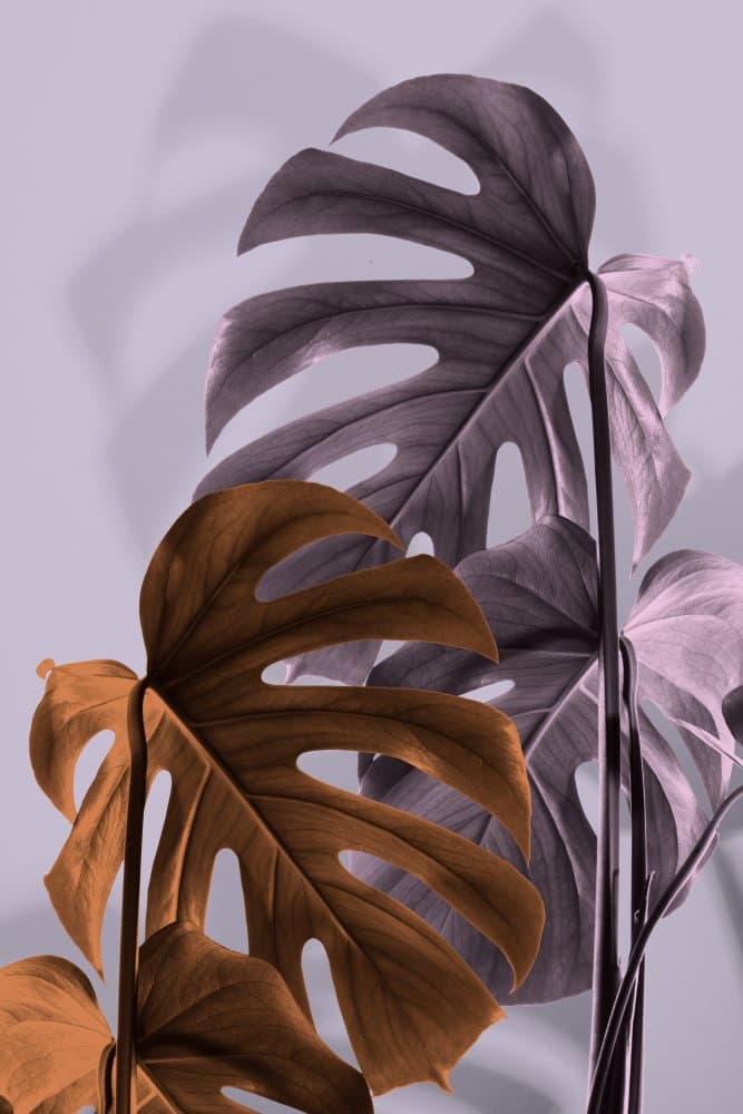 Purple Bronze Monstera by Pictufy Studio III — canvas wall art