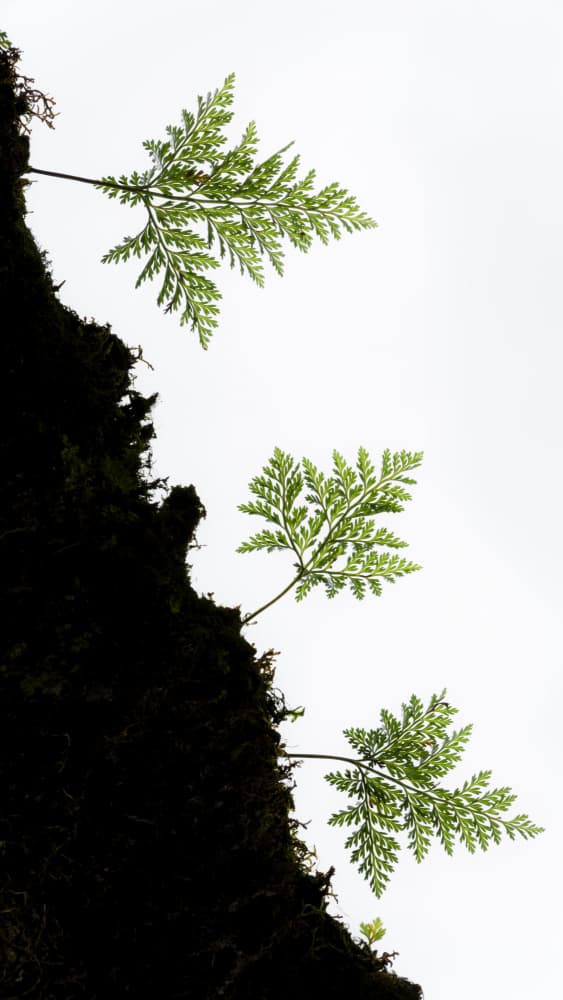 Fern Detail vertical by Stefan Hefele — canvas wall art