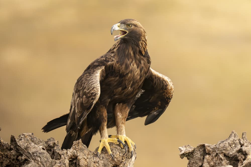 Majestic Golden Eagle by Jose Curto — canvas wall art