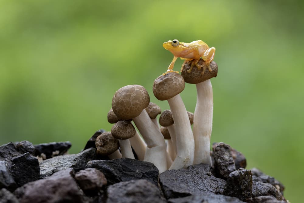 Golden Frog on Mushroom by Sally Widjaja — canvas wall art