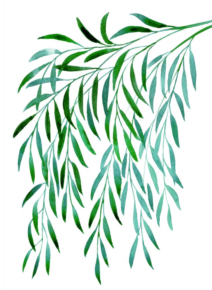 Cascading Green Leaves by Rosana Laiz Blursbyai — canvas wall art