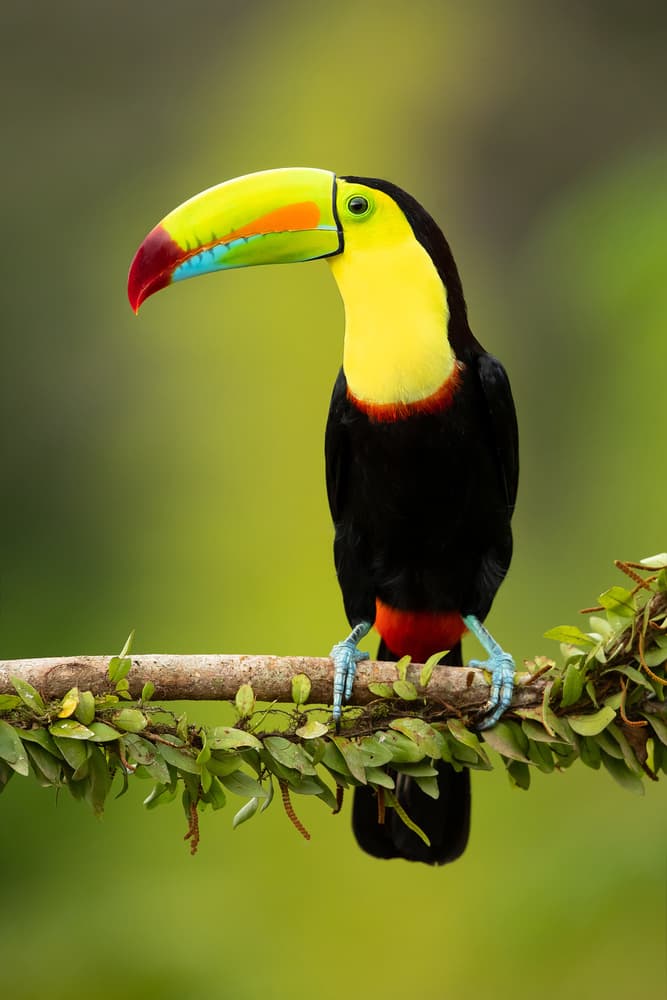 Vibrant Tropical Toucan by Milan Zygmunt — canvas wall art
