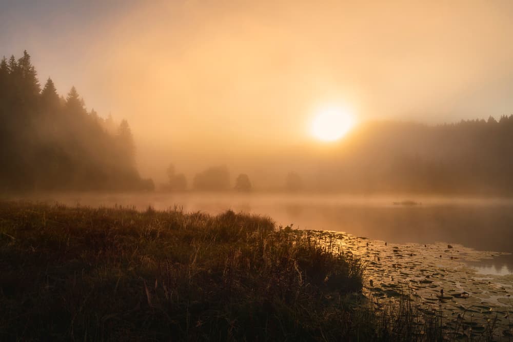 Golden Morning Mist by Norbert Maier — canvas wall art
