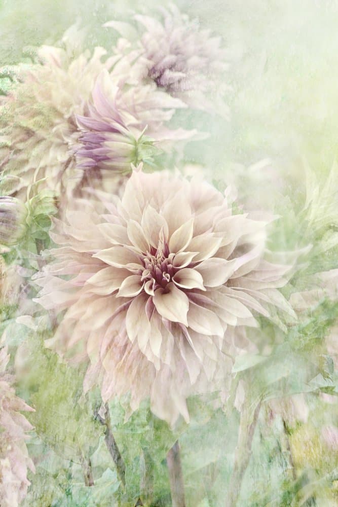 Soft Dahlia Blooms by Jacky Parker — canvas wall art
