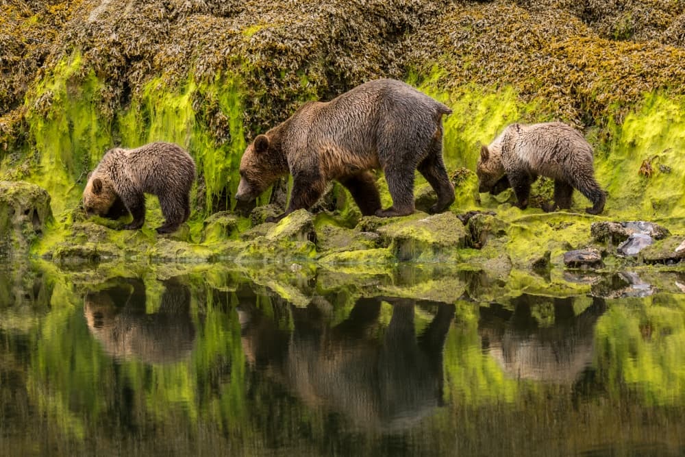 Grizzly Family Reflections by Marc Pelissier — canvas wall art