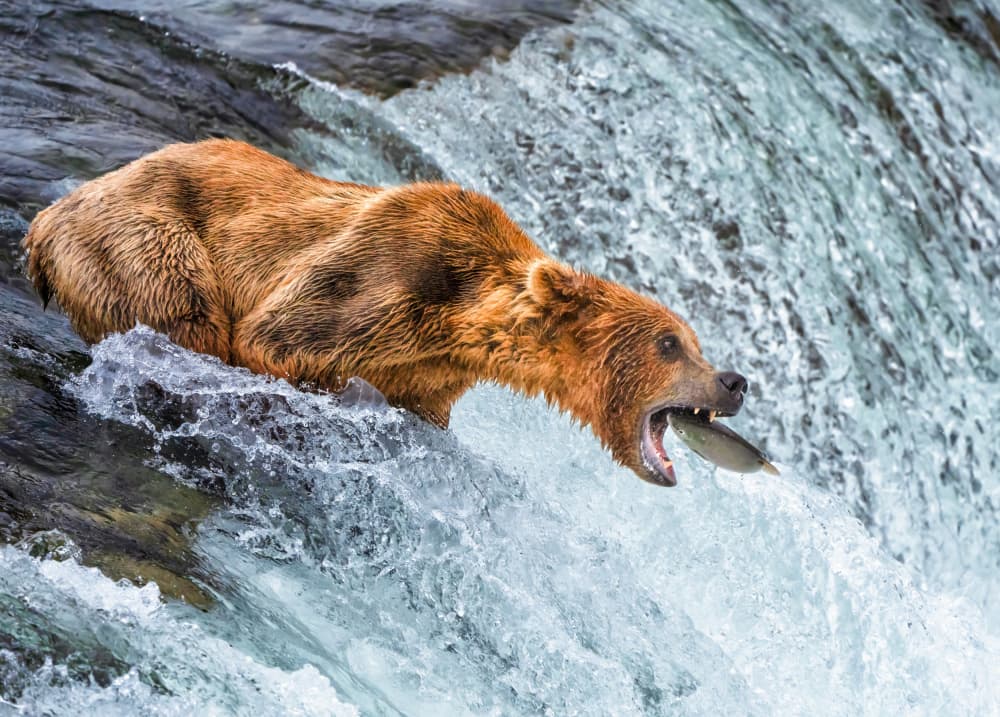 Grizzly Catching Salmon by Ruiqing P. — canvas wall art