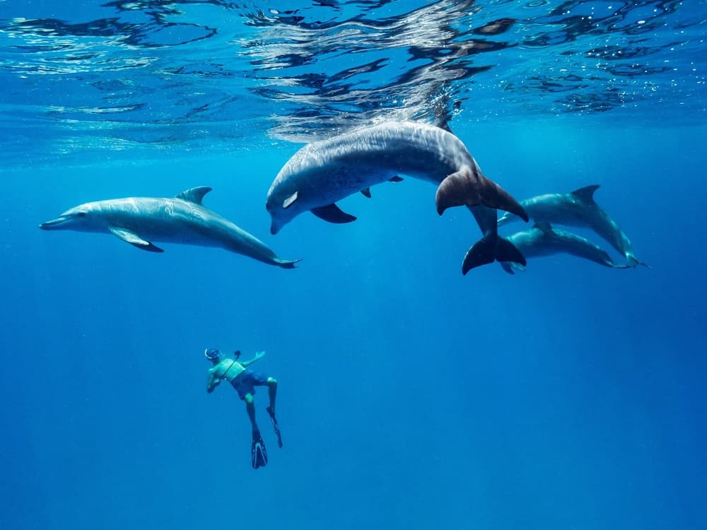 Swimming With Wild Dolphins by Serge Melesan — canvas wall art