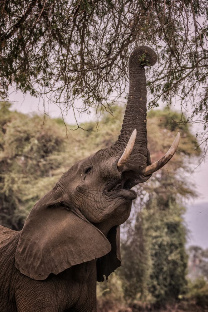 African Elephant Reaching High by Pavol Stranak — canvas wall art