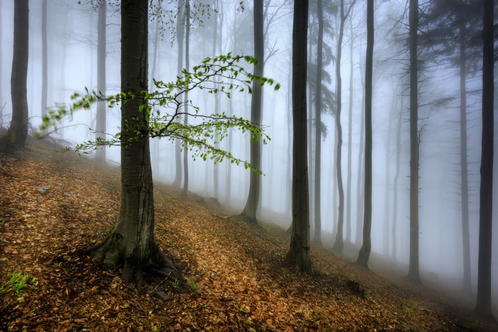 Misty Forest Awakening by Tom Pavlasek — canvas wall art