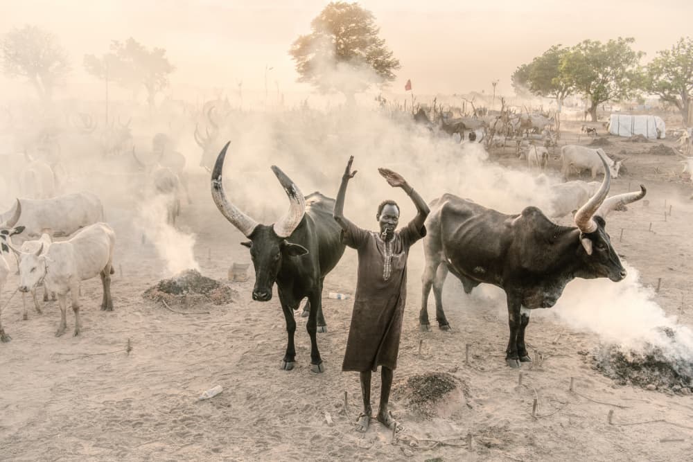 Dinka Man and Cattle by Trevor Cole — canvas wall art
