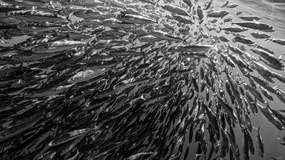 School of Fish Swirl by KIMIO KOBAYASHI — canvas wall art