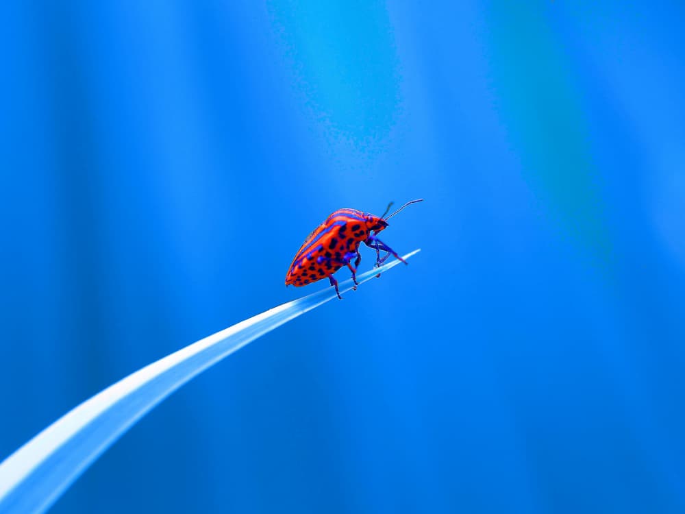 Vibrant Bug Blue Background by Thierry Dufour — canvas wall art