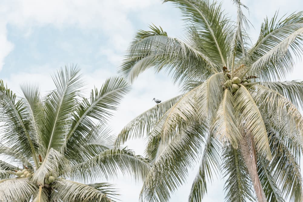 Tropical Palm Canopy by Photolovers — canvas wall art