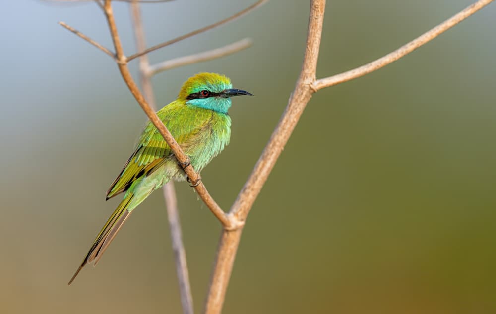 Vibrant Green Bee-eater by Eldad Levin — canvas wall art