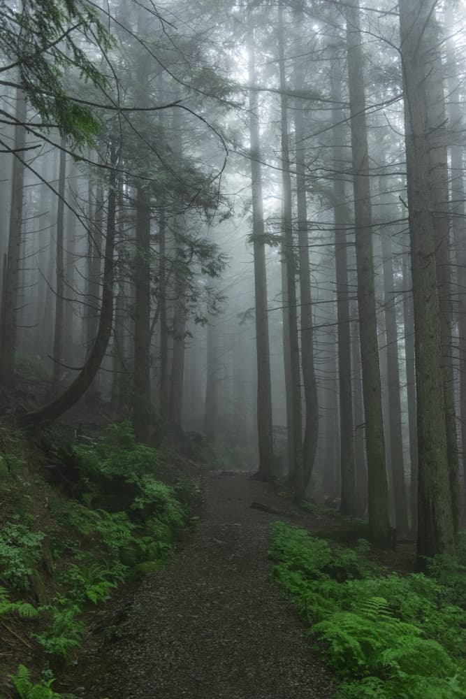Misty Forest Path by Lynann Colligan — canvas wall art