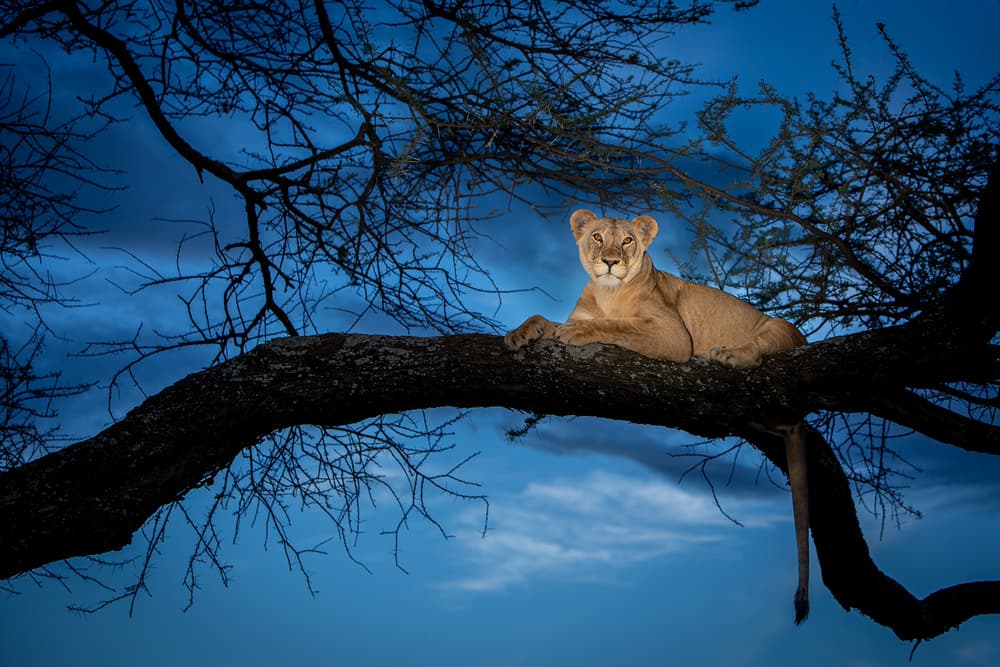 Twilight Lioness on Tree by Ali Khataw — canvas wall art