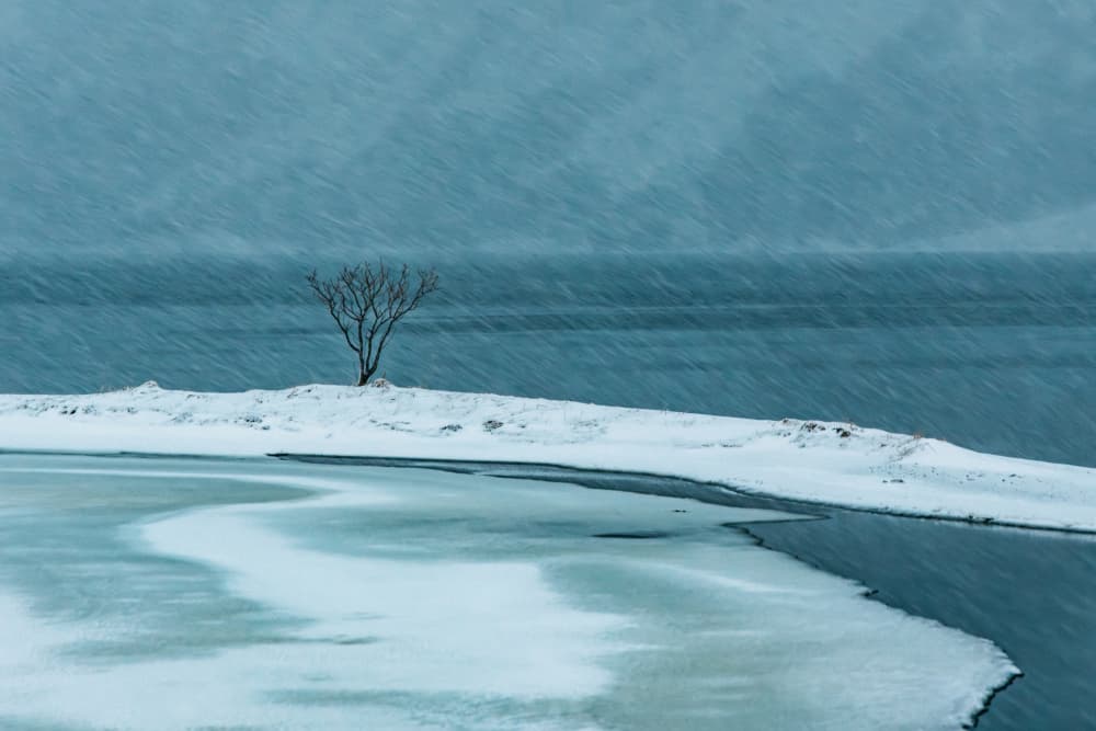 Solitary Winter Tree by Adrian Popan — canvas wall art