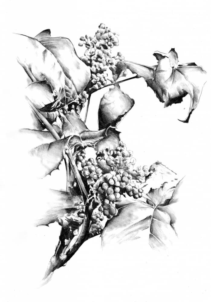 Elegant Grape Vine Study by Kulik — canvas wall art