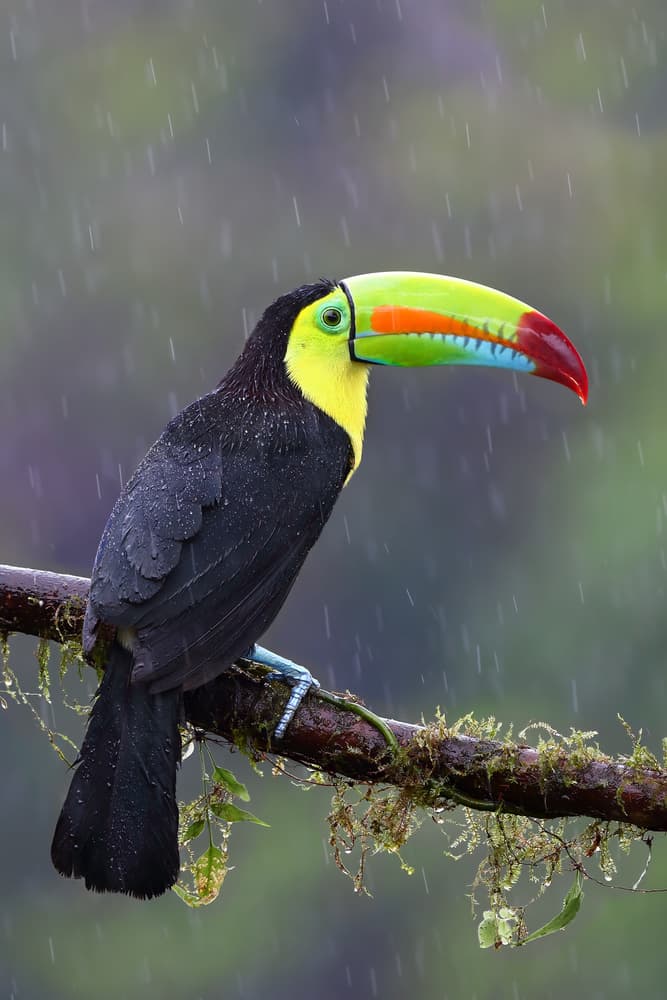 Colorful Toucan in Rain by Jim Cumming — canvas wall art