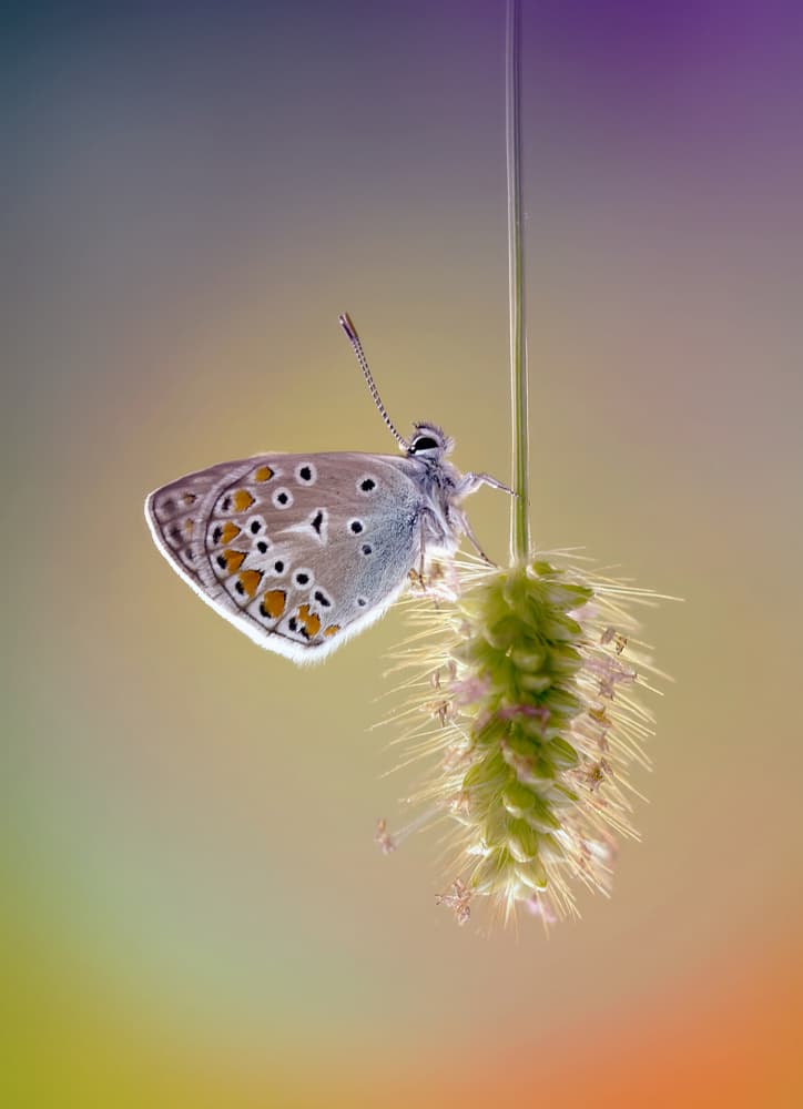 Polyommatus icarus by Fabrizio Daminelli — canvas wall art