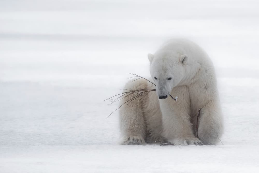 Pensive Polar Bear by Alessandro Catta — canvas wall art