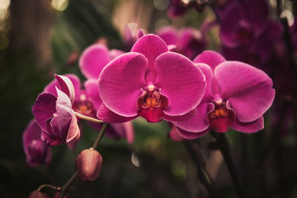 Vibrant Pink Orchids by Tim Mossholder — canvas wall art