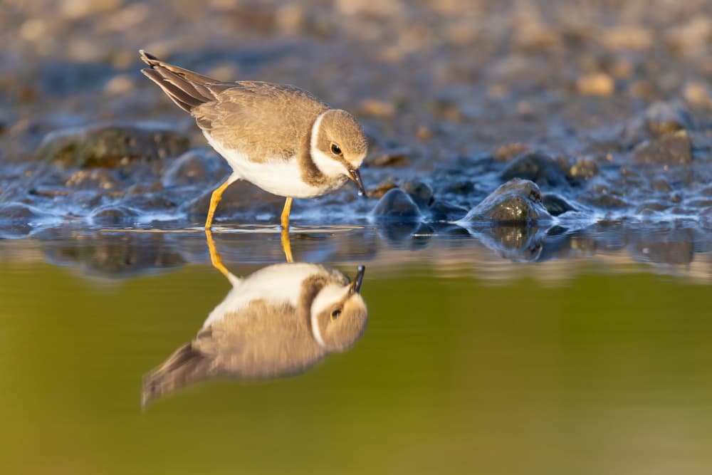 Little Bird Reflection by Paolo Bolla — canvas wall art