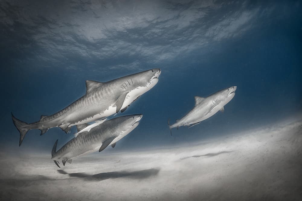 Tiger Sharks Underwater by Jennifer Lu — canvas wall art