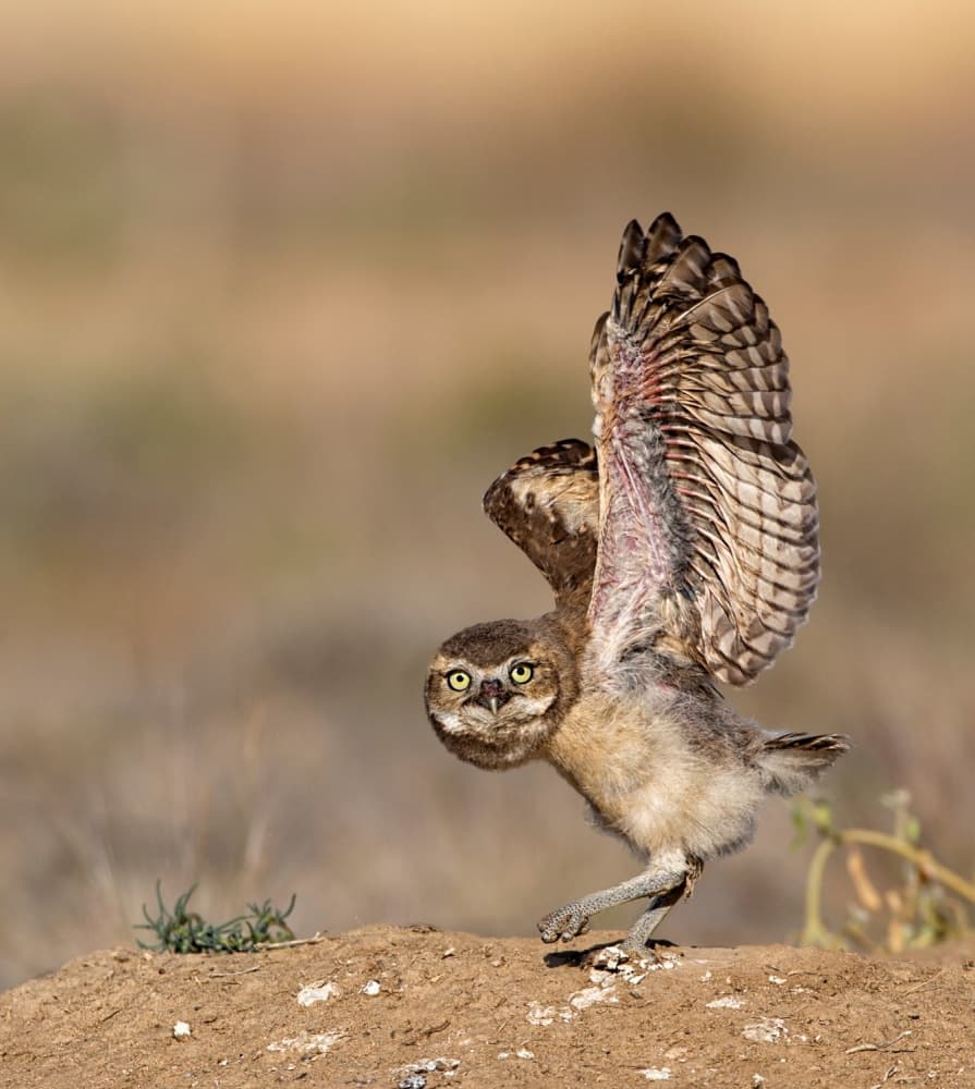 Little Owl Taking Flight by verdon — canvas wall art