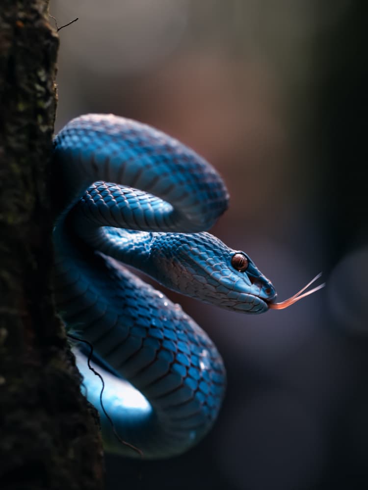 Striking Blue Viper by Fauzan Maududdin — canvas wall art