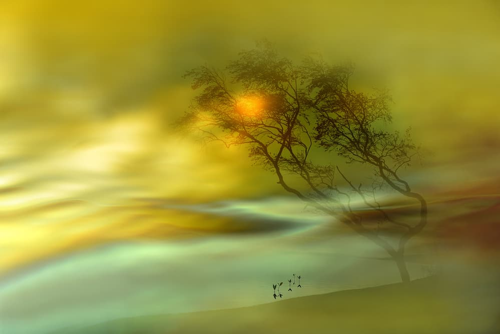 Golden Horizon Tree by Heidi Westum — canvas wall art