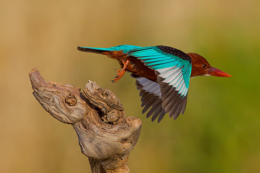 Vibrant Kingfisher Flight by David Manusevich — canvas wall art