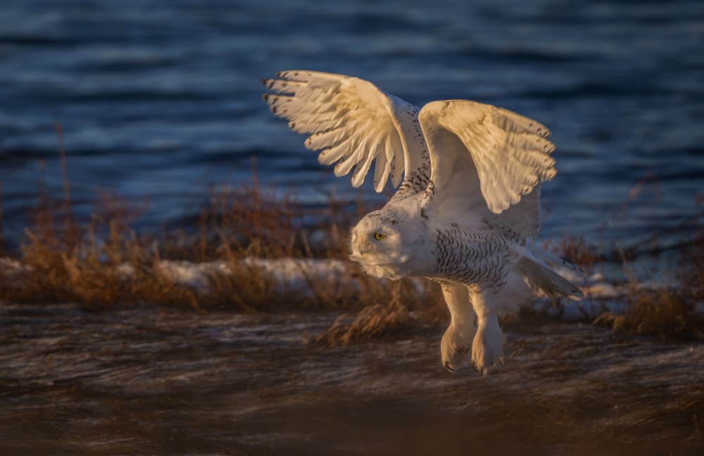Snowy Owl in Flight by Xiaobing Tian — canvas wall art