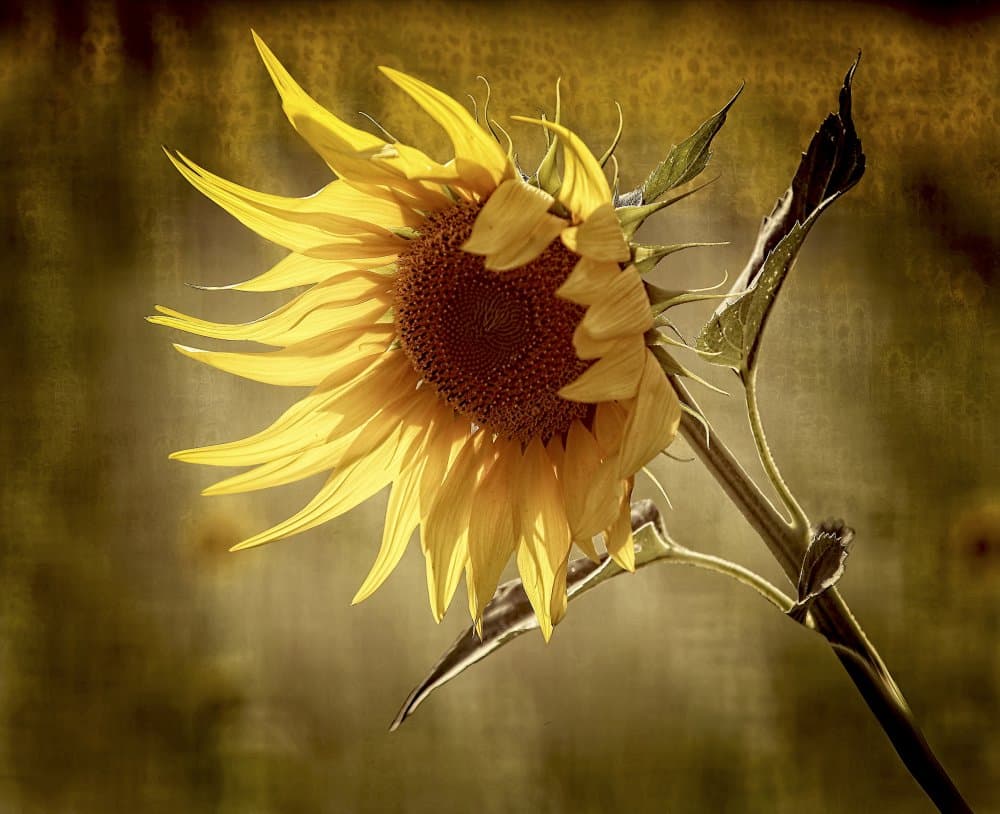 Golden Sunflower Bloom by Anna Cseresnjes — canvas wall art