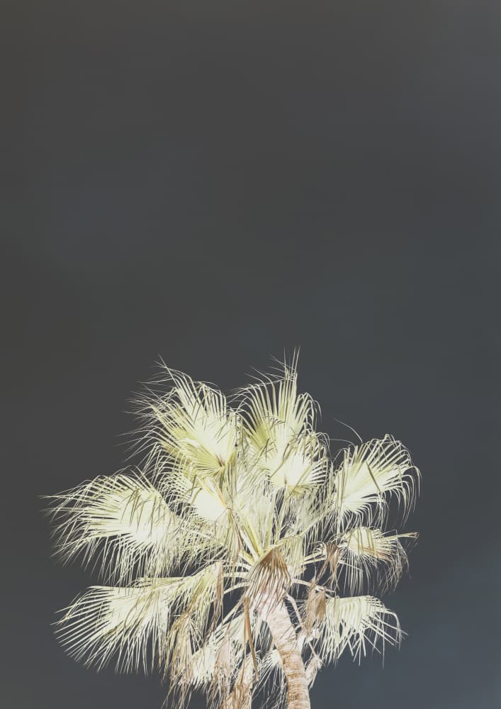 Luminous Palms by Shot by Clint — canvas wall art