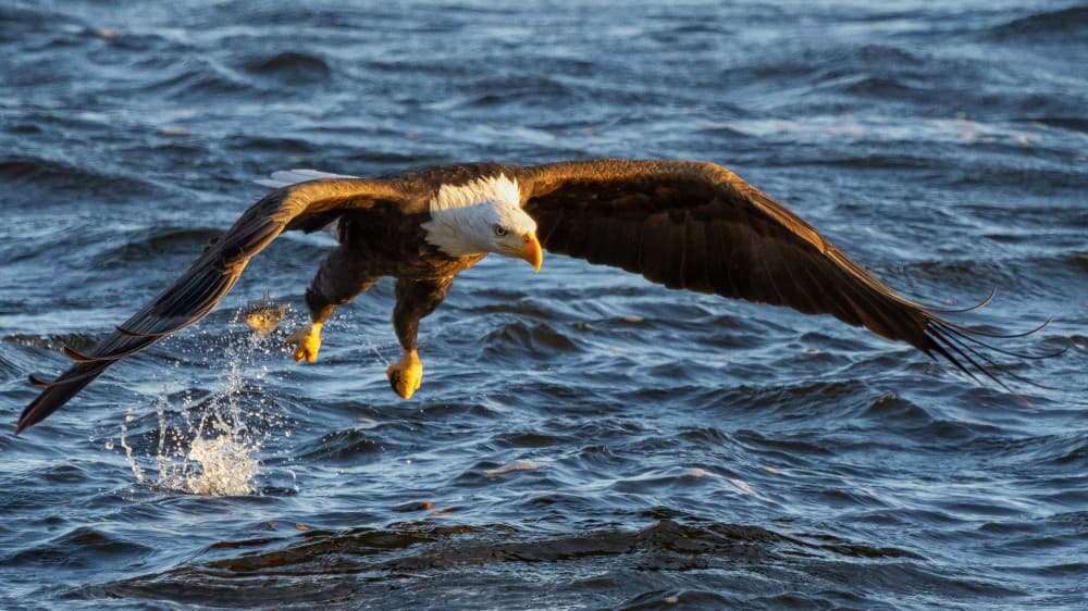 Bald Eagle Fishing by John Fan — canvas wall art
