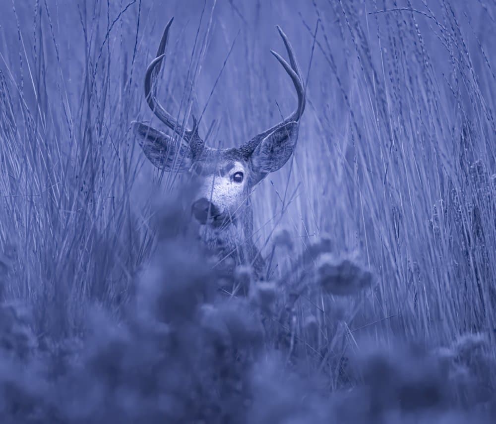 Hidden Blue Buck by Judy Tseng — canvas wall art
