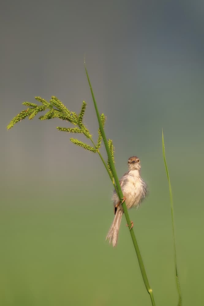 Perched Bird Gaze by Rajat Dhesi — canvas wall art