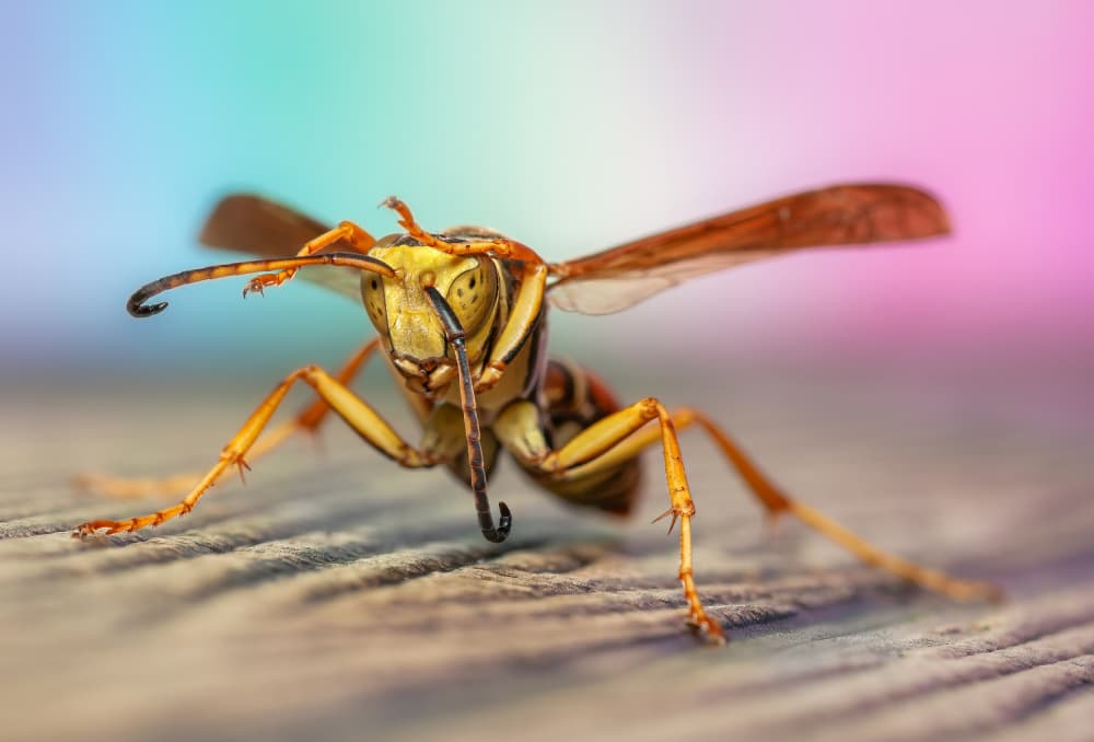 Wasp Up Close by Atul Saluja — canvas wall art