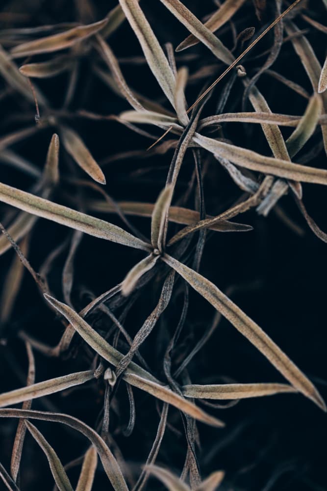 Frosted Winter Leaves by Javier Pardina — canvas wall art