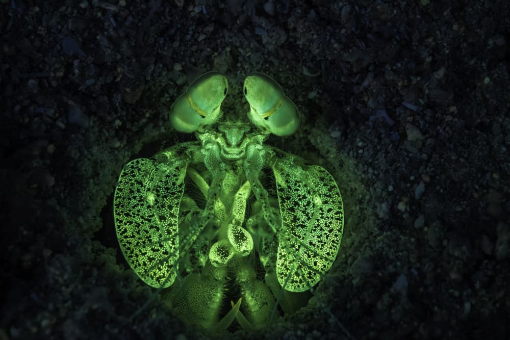 Glowing Mantis Shrimp by Barathieu Gabriel — canvas wall art