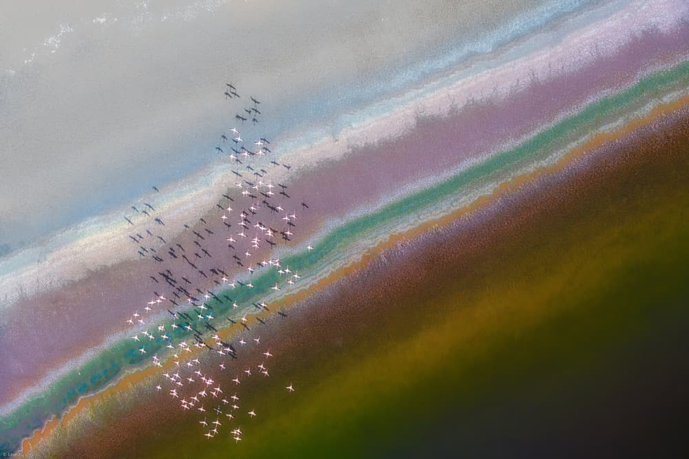 Flamingos Over Colorful Lake by Leah Xu — canvas wall art